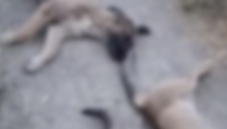 Hakkari'nin Yüksekova ilçesinde 10 köpek, 5 kedi ve 3 tilki ölüsü