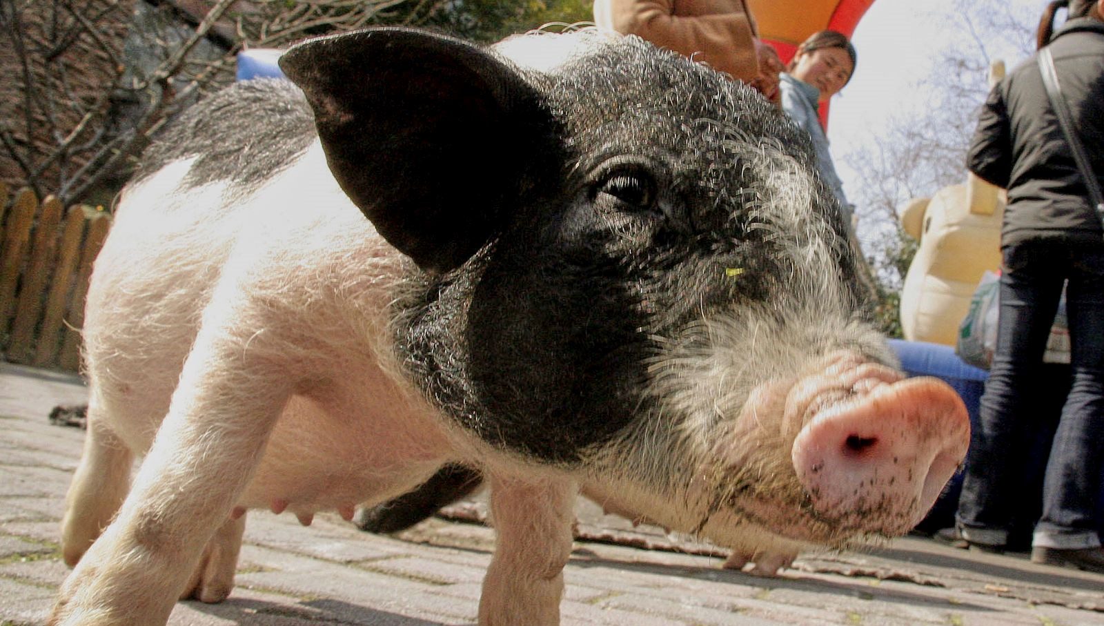 Hırvatistan, hastalıkla mücadele için 12 bin domuzu itlaf etme kararı