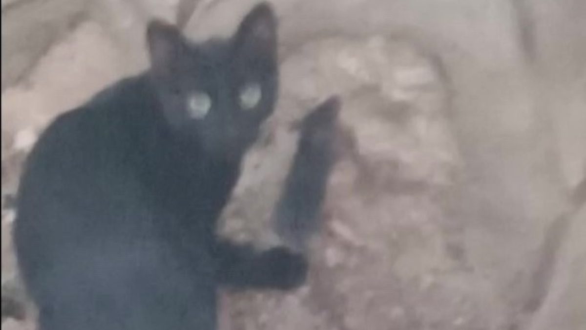 Amasya’da kedi ve fare yan yana durdu; kedi fareye saldırmak
