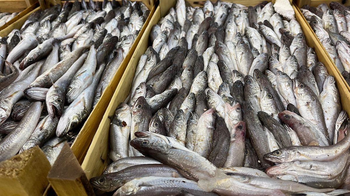 Av yasağı sona erince denizlerde hareketlilik başladı. Balık bol olsa