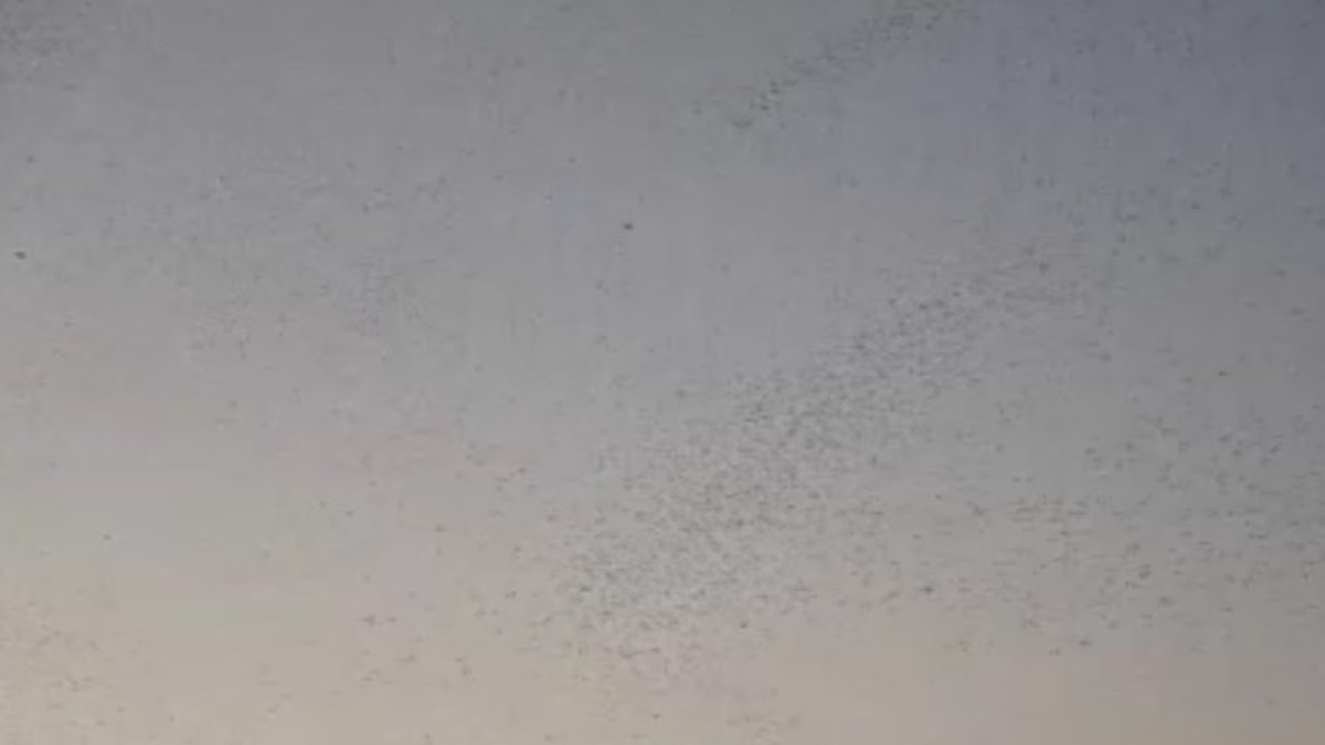 Güroymak ilçesinin doğal alanlarında akşam üstü müthiş bir doğa olayı