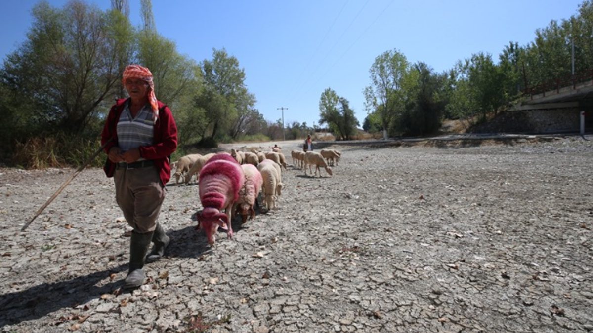 Denizli’nin Çal ilçesinde 852 yıldır süren “Sudan Koyun Geçirme” geleneği,