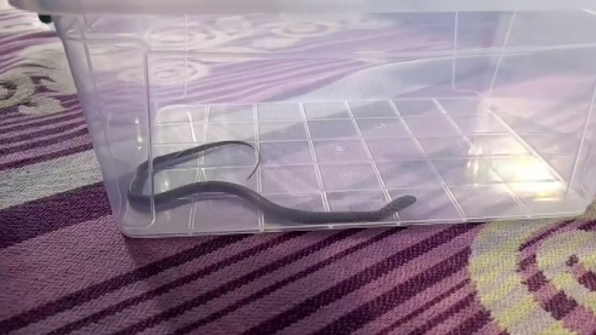 Kayapınar ilçesinde 4'üncü kattaki bir evin çocuk odasına giren yılan