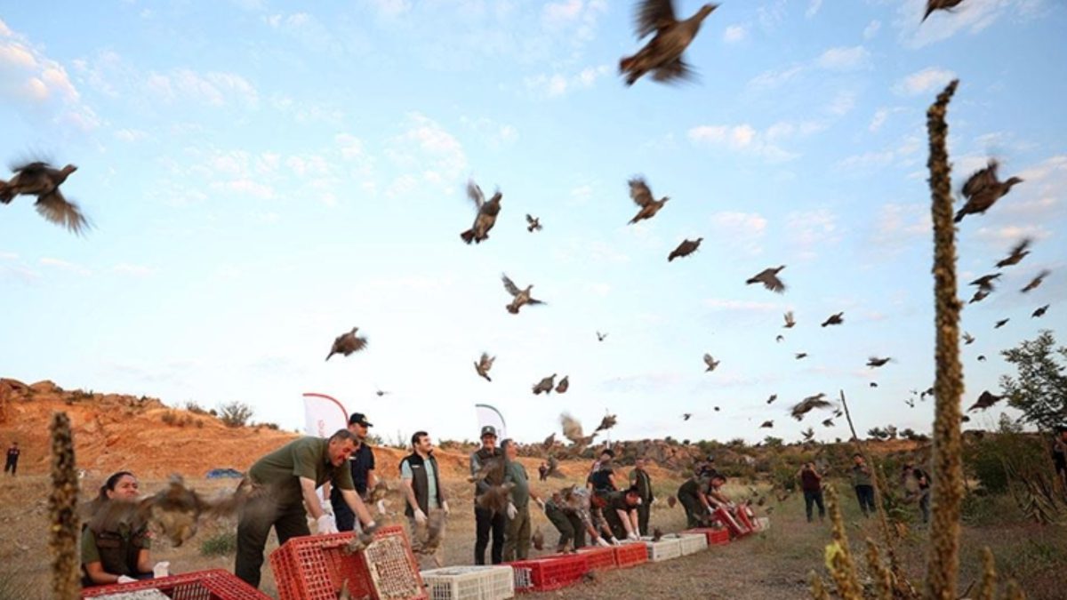 Tarım ve Orman Bakanlığı'nın yürüttüğü Keklik Salım Programı kapsamında doğaya