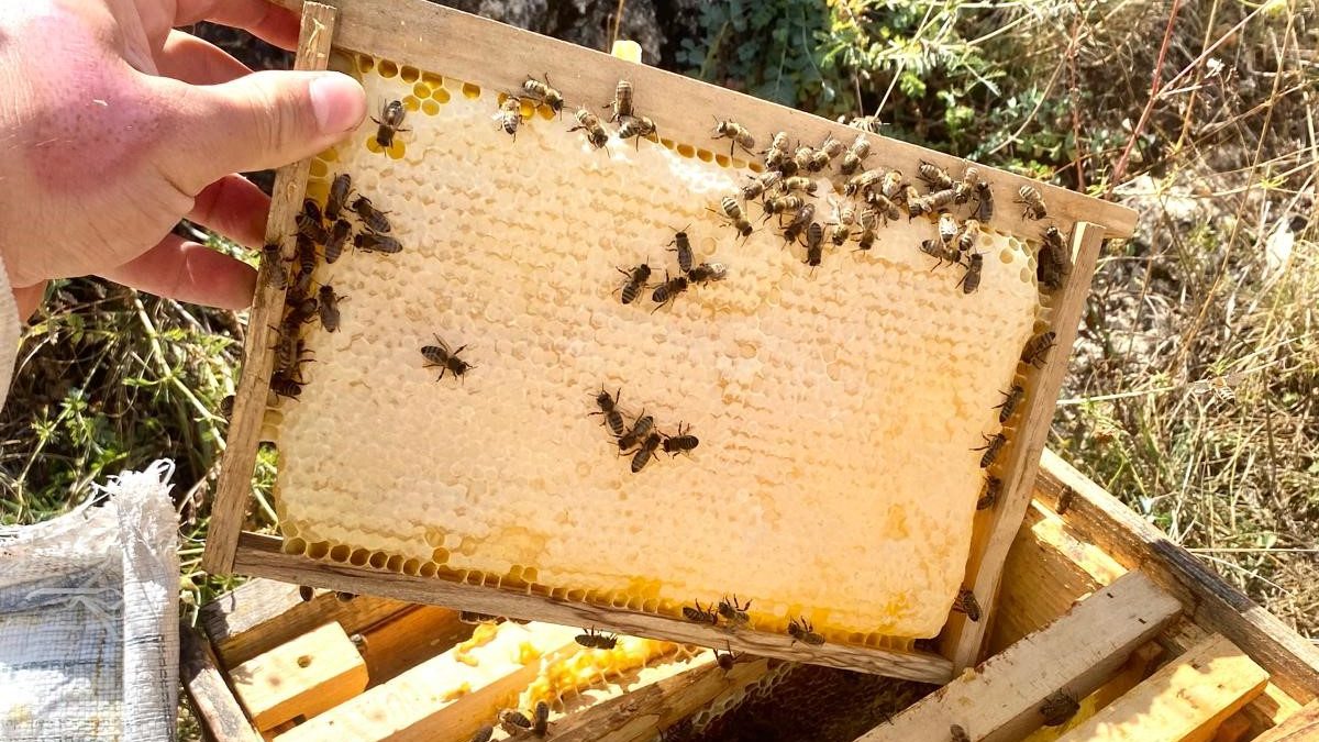 Doğu Karadeniz’de zengin floraya rağmen iklim ve çevresel sorunlar nedeniyle