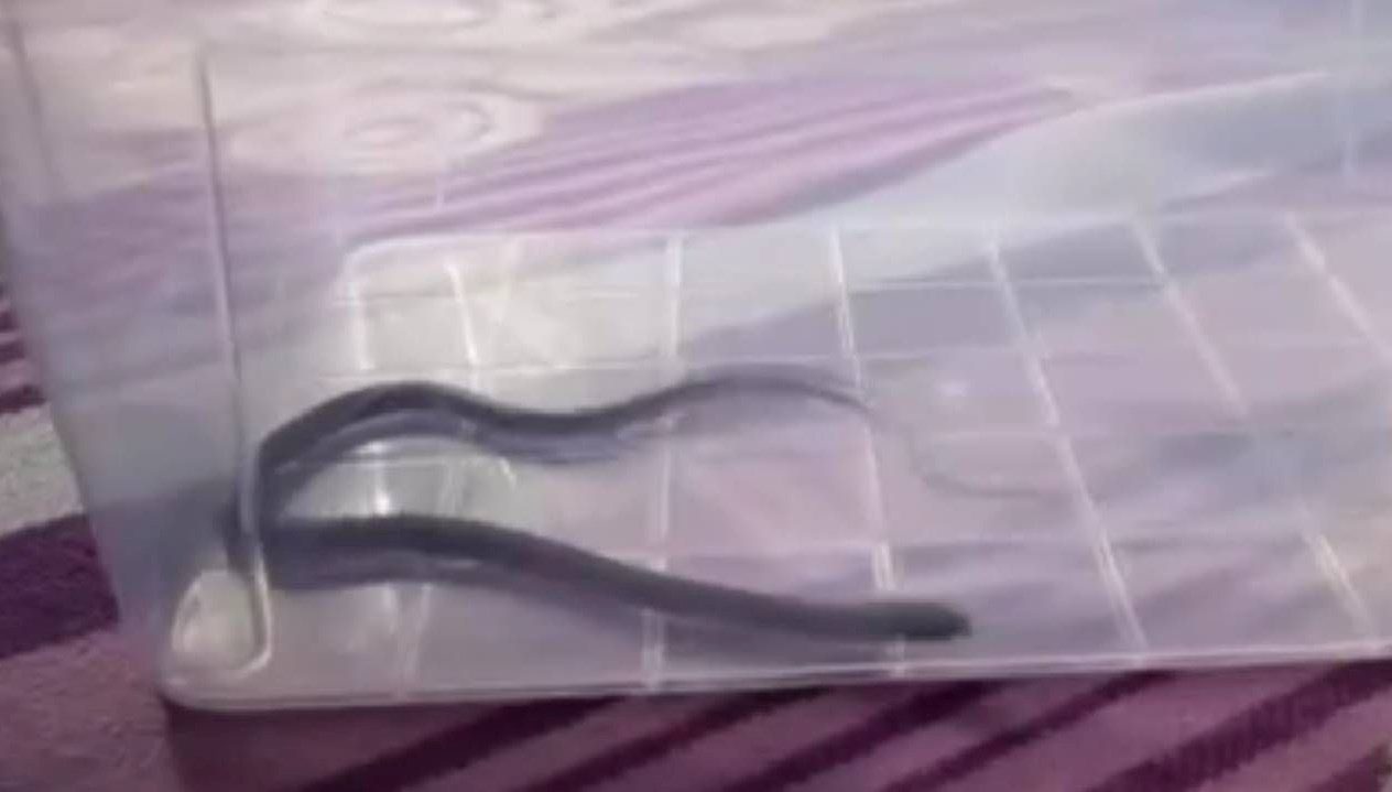 Diyarbakır'da dördüncü kattaki bir evin çocuk odasına giren yolan paniğe