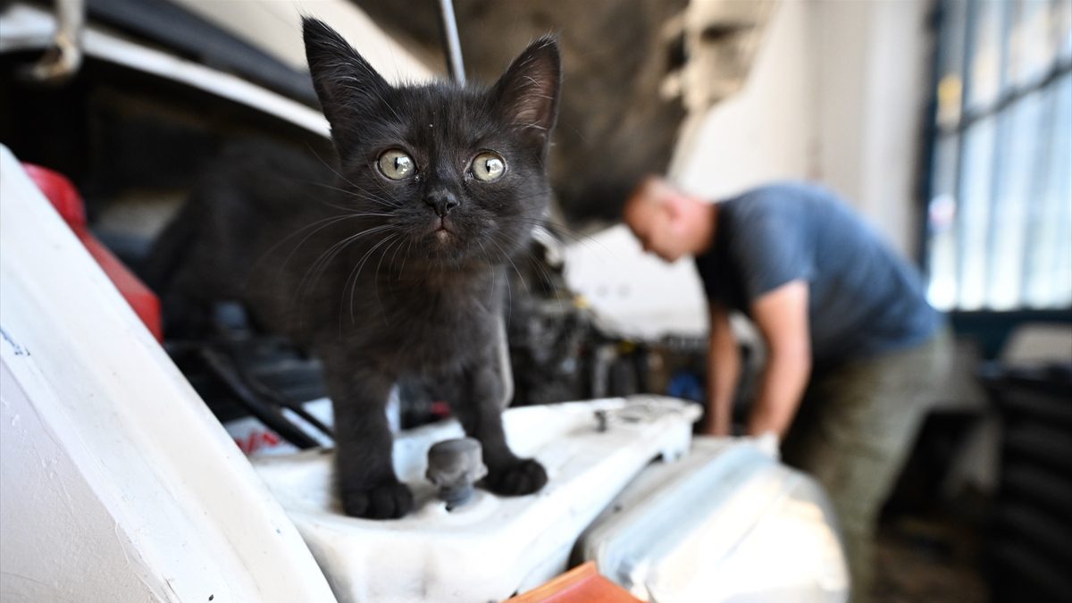 Düzce’de tamir için getirilen otomobilin motorundan çıkan kedi yavrusu, yeni