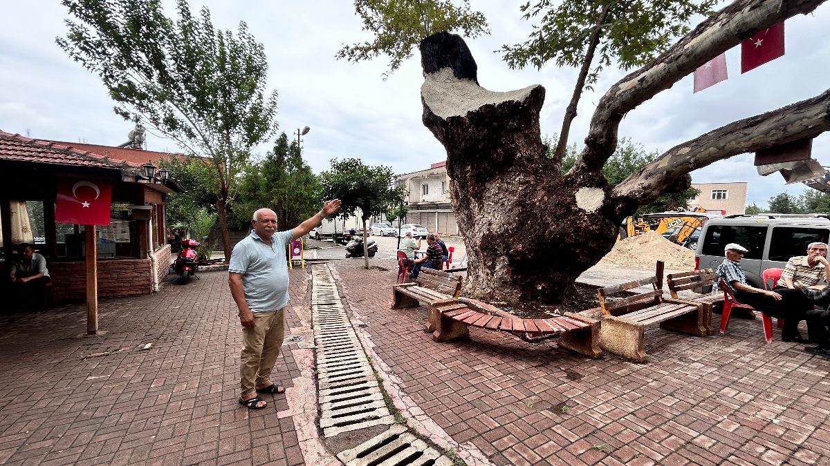 Payas ilçesinde, dev cüssesiyle dikkat çeken ve 500 yıllık olduğu