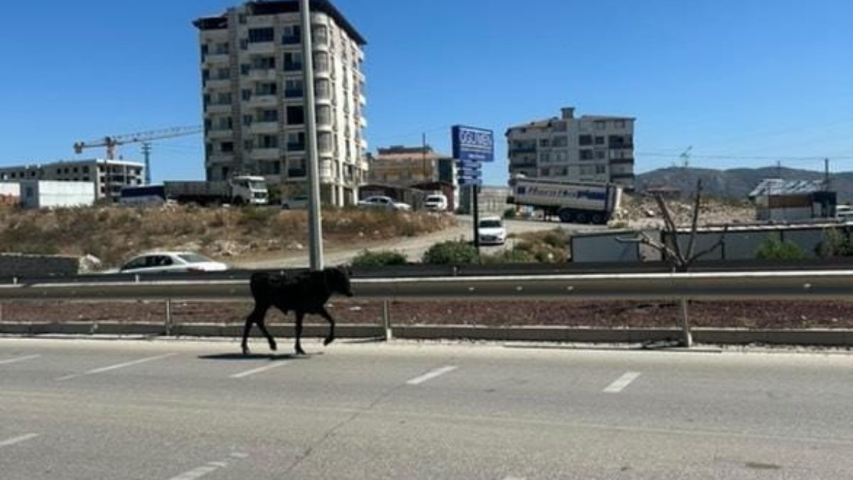 Hatay’da ahırdan kaçıp kara yoluna çıkan buzağı, trafikte uzun süre