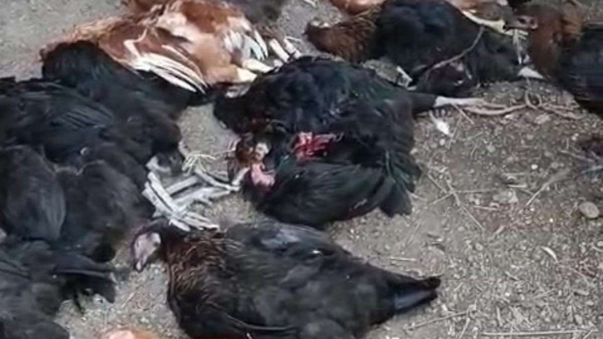 Hobi amaçlı beslediği tavukları telef olan Rasim Alban, bölgedeki sokak