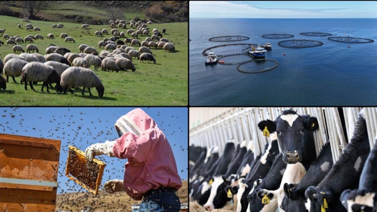 Hayvancılık destekleri büyükbaş hayvanlar için 1400 liraya, malaklar için 2800