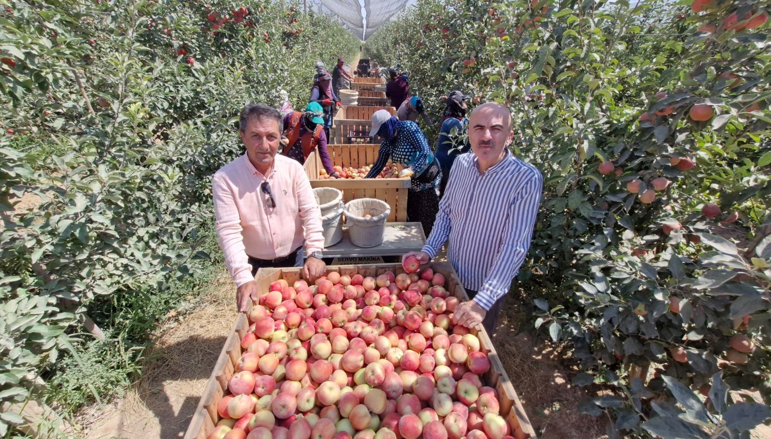 Karaman'da elma hasadı bu bekleneni veremedi. Zirai don nedeniyle ağaçların dalları
