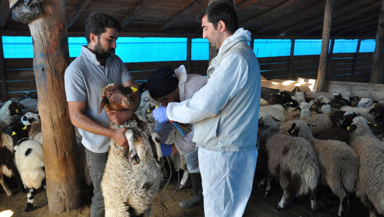 Kars'ta küçükbaş hayvanlar küpe takılarak kayıt altına alınırken, küçükbaş hayvanların