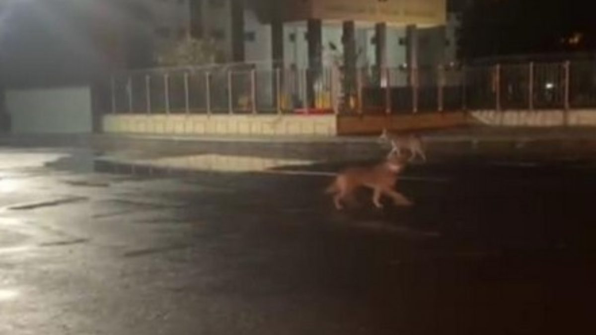 Kars'ta şehrin ortasında dolaşan 2 kurt görenleri hayrete düşürdü. Kurtların