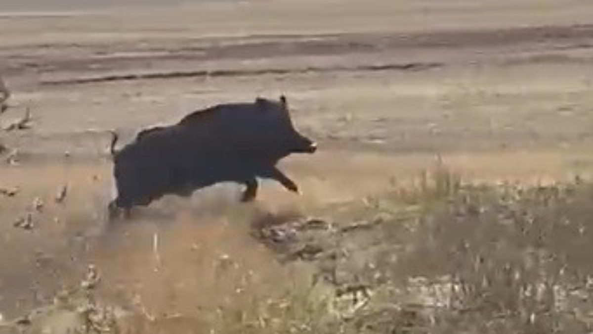 Akyaka ilçesinde mısır tarlalarına sürüler halinde giren yaban domuzları cep