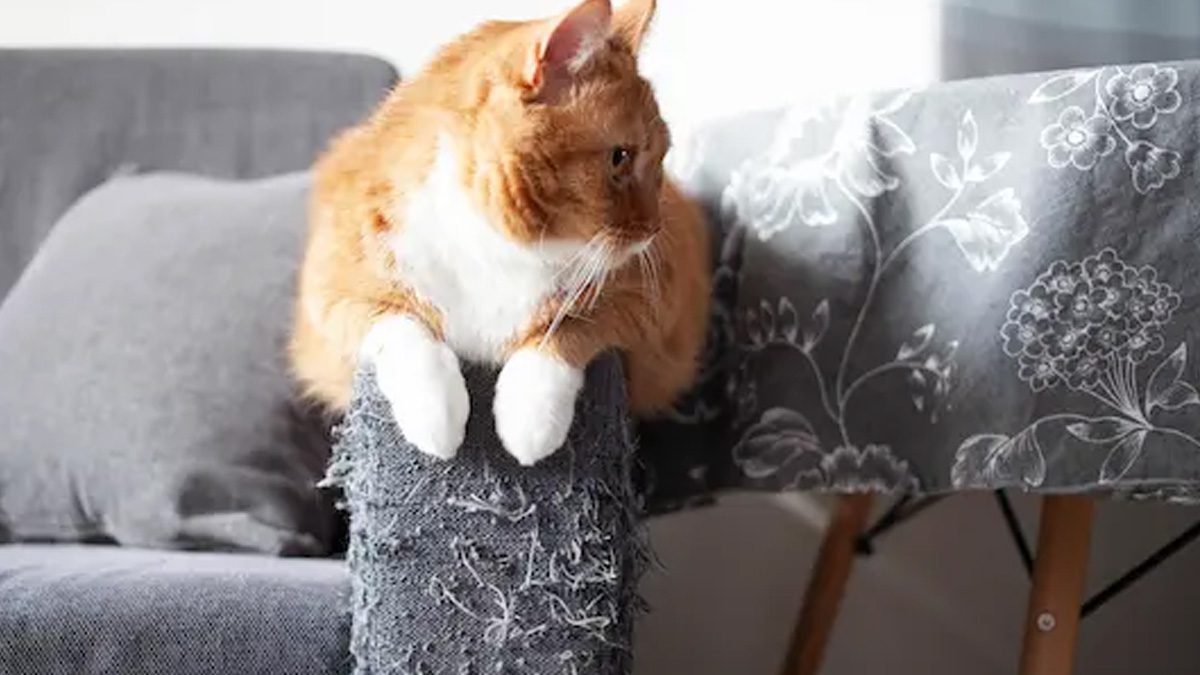 Kedi sahiplerinin şüphesiz en büyük sıkıntılarından biri koltuklarının aşınmış kolçaklarıdır.