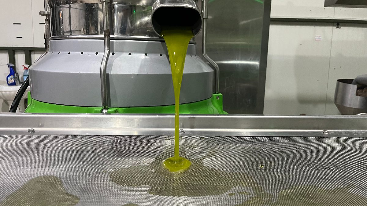 Bursa'nın İznik ilçesinde, Marmara bölgesinin ilk zeytinyağı sıkımı gerçekleştirildi. Zeytinyağı