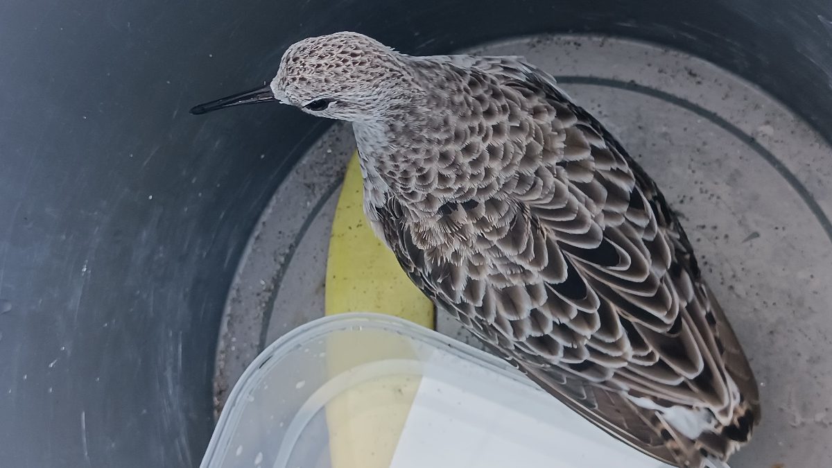 Perşembe ilçesinde bir cami imamı, yaralı halde bulduğu nadir kara