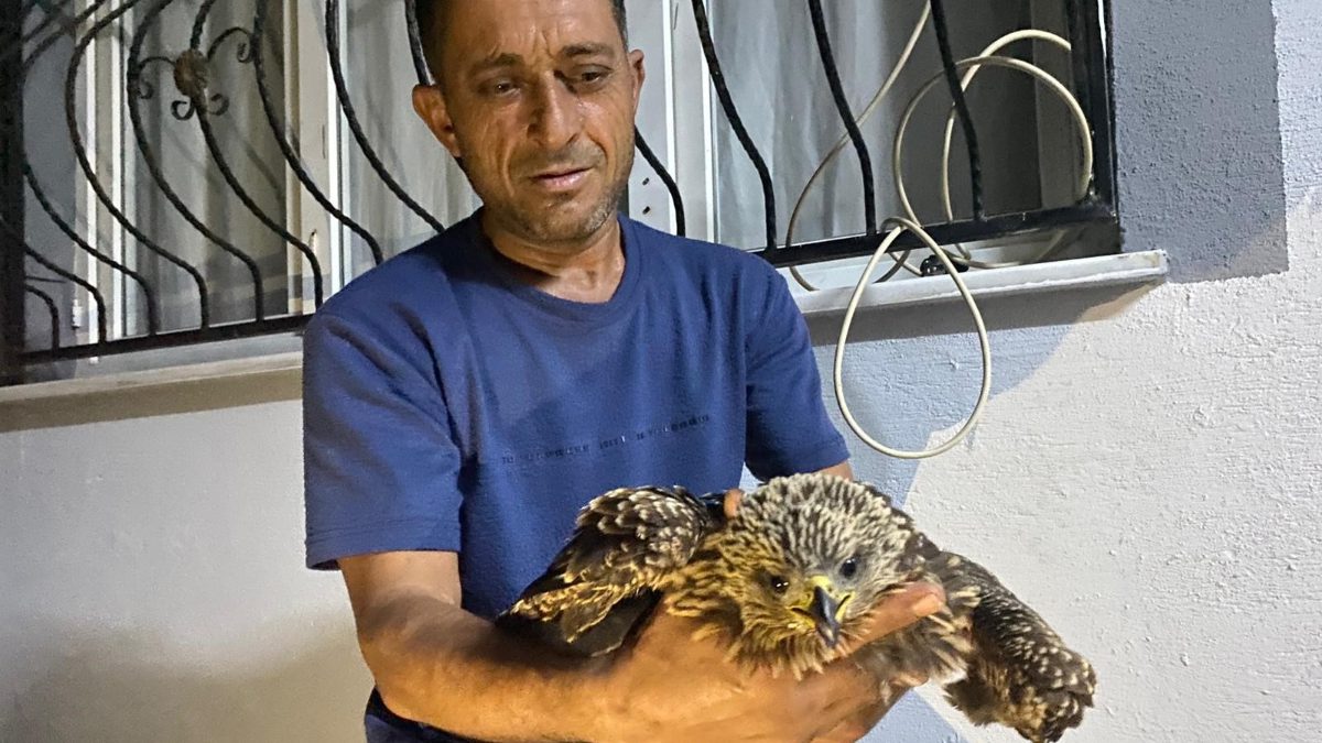 Düziçi ilçesinde incir toplarken kanalın içinde bitkin halde bulduğu şahini