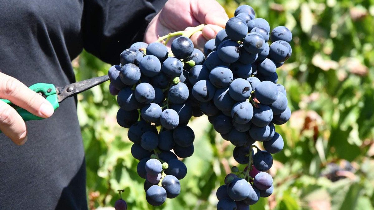 Kentin önemli üzüm üretim merkezlerinden Şarköy ilçesinde bu yıl kuraklık,