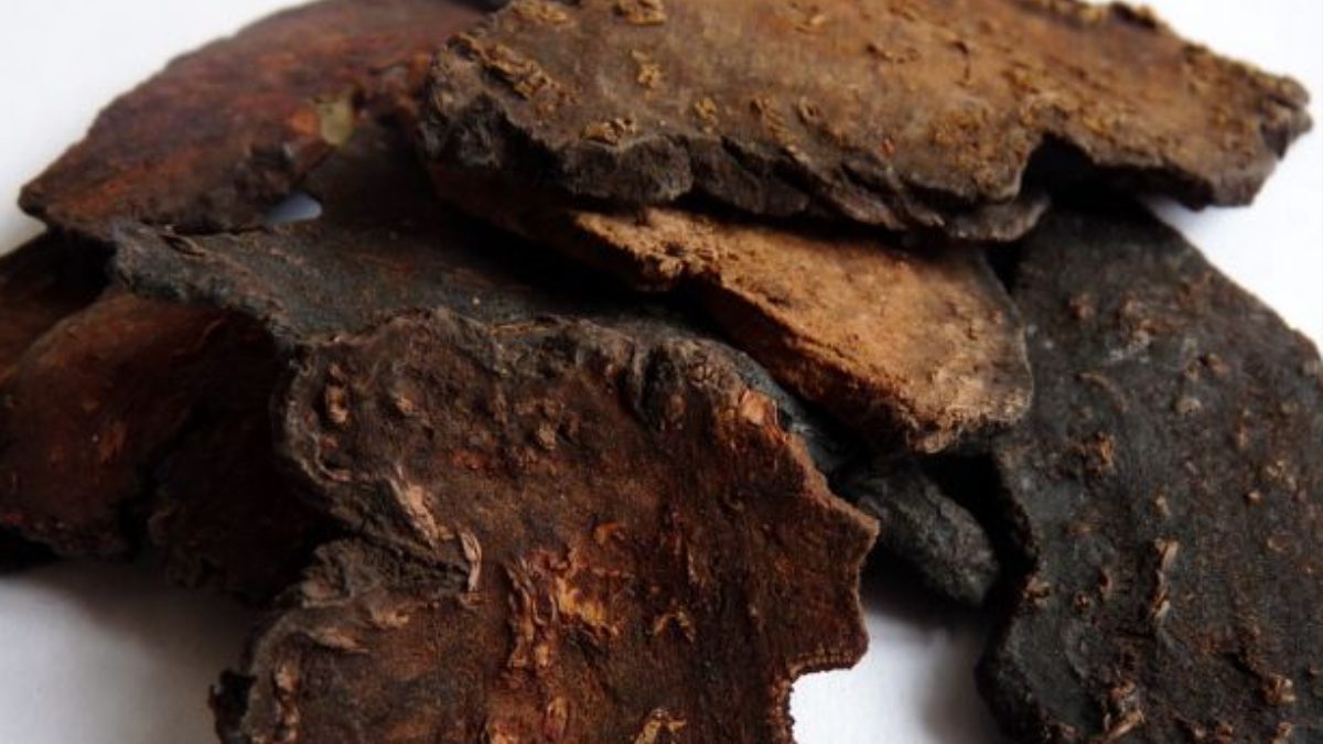 Fo-Ti, kökleriyle öne çıkan ve yüzyıllardır Çin tıbbında kullanılan şifalı