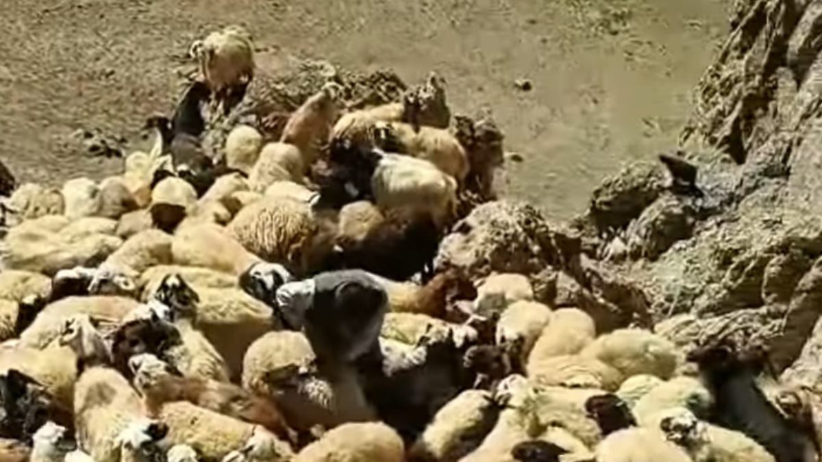 Başkale ilçesine bağlı Oğulveren Mahallesi'ndeki yaylada kurtların saldırdığı sürüde 70'ten