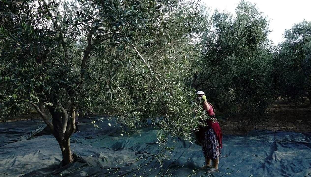 Zeytinyağında üretici bu sezonu "yok yılı" ilan etti. Ürün ve