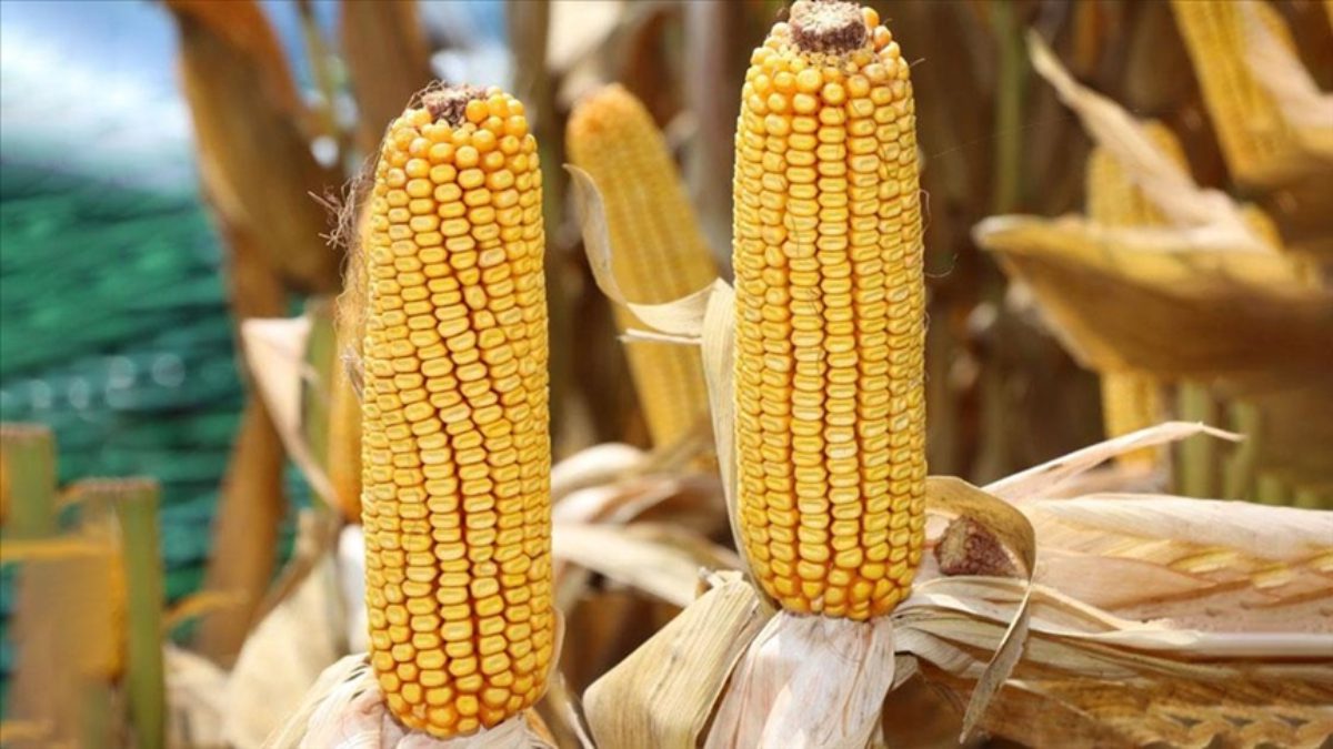 Bu yıl mısır üretiminde görülen artışın ardından Zimbabve'nin bu ürünün