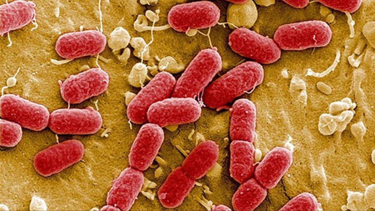 Almanya'da E. Coli bakterisi kaynaklı salgında 1'i çocuk 2 kişinin