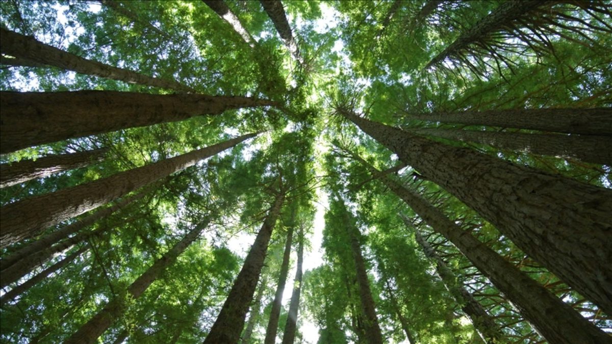 Bilim insanları, Avustralya'nın tropikal yağmur ormanlarının, iklim değişikliğine bağlı olarak