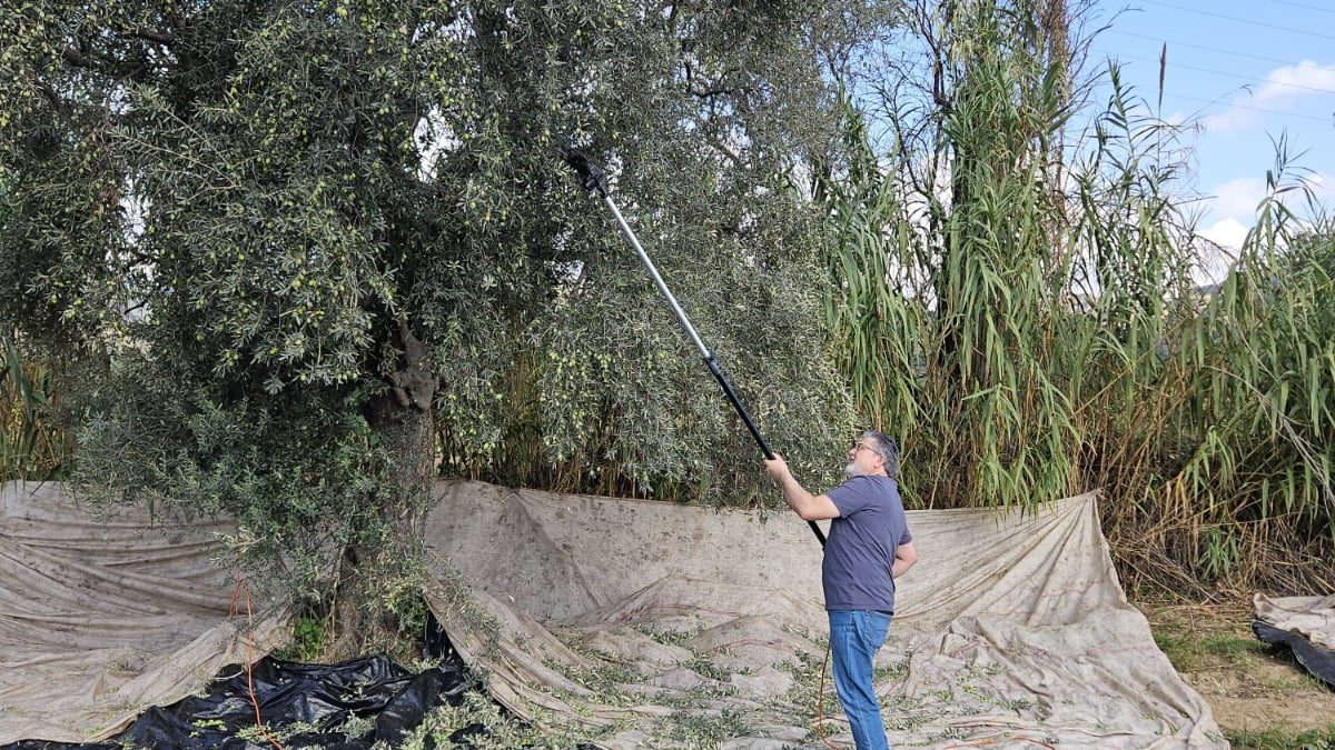 Bu yıl uzun süren kuraklığın ardından gerçekleşen yağışların üreticiye umut