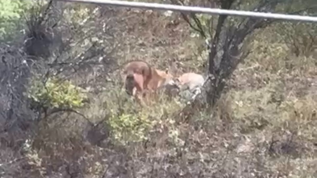 Orduyeri Mahallesi'nde yiyecek için kent merkeze inen kurtlar cep telefonu