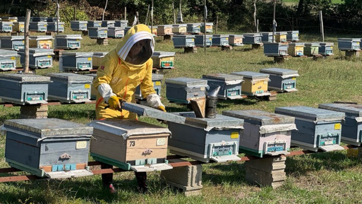 Eşinin hobi olarak ilgilendiği arıcılığı profesyonelleştiren Bartınlı Esra Lermi Sabancı,