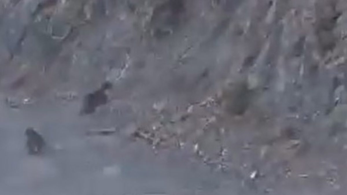 Bolu’da orman yolunda araçla karşılaşan anne ayı ve yavrusu, panikleyip