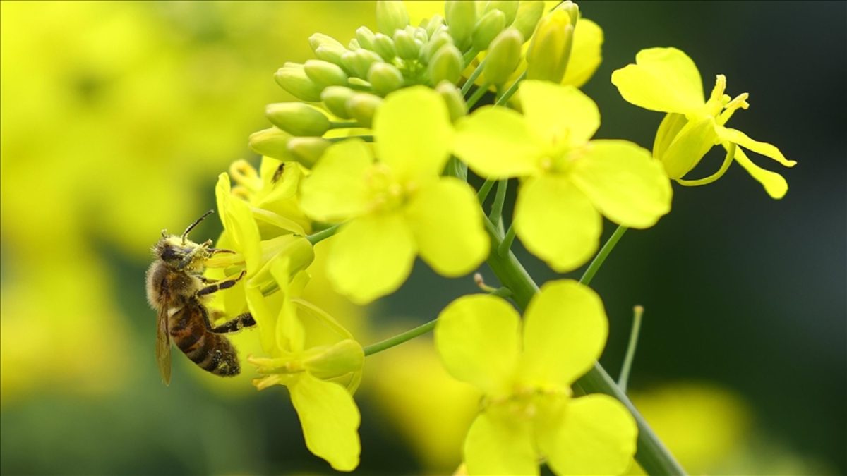 Doğanın restorasyonu ve biyoçeşitliliğin korunmasına katkı sağlayacak uluslararası projeler için