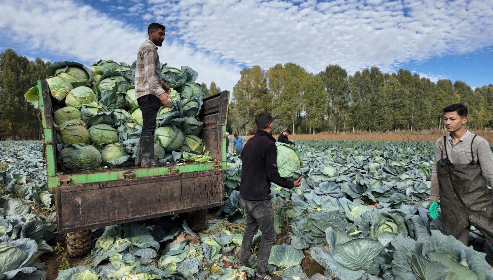 Van’ın Erciş ilçesinin coğrafi tescil işaretli lahanasının hasadına başlandı. Lahanaların