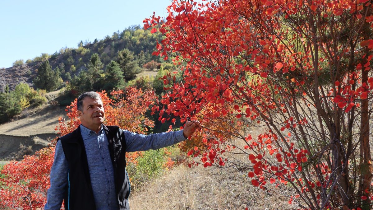 Meralarda bulunan kaplaç (yabani kiraz) ağaçları, bu yıl sarı yerine