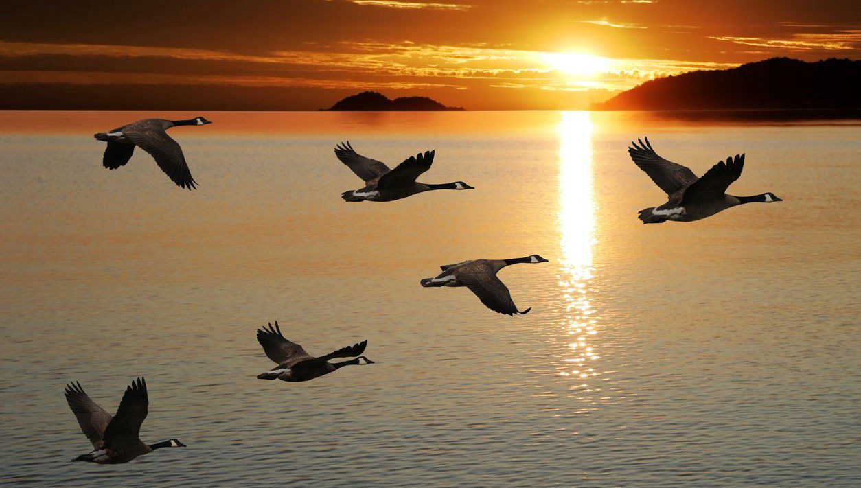 Kuşlar, bilim dünyasını tedirgin eden bir davranış değişikliği gösteriyor. İklim