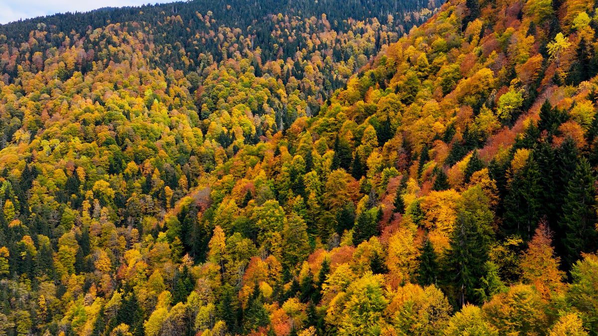 Doğal güzelliğiyle öne çıkan Örümcek Ormanları Tabiatı Koruma Alanı, sonbaharın