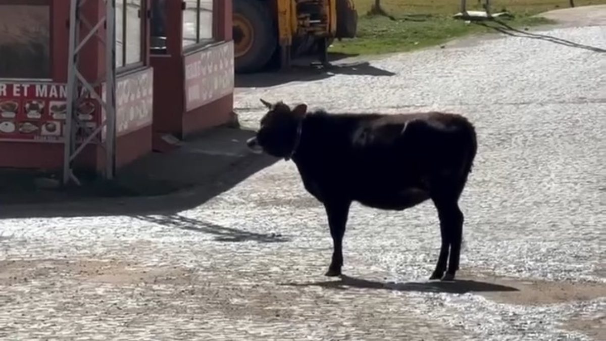 Taşköprü Yaylası'nda yaz boyunca beraber vakit geçiren iki ineğin ayrılık