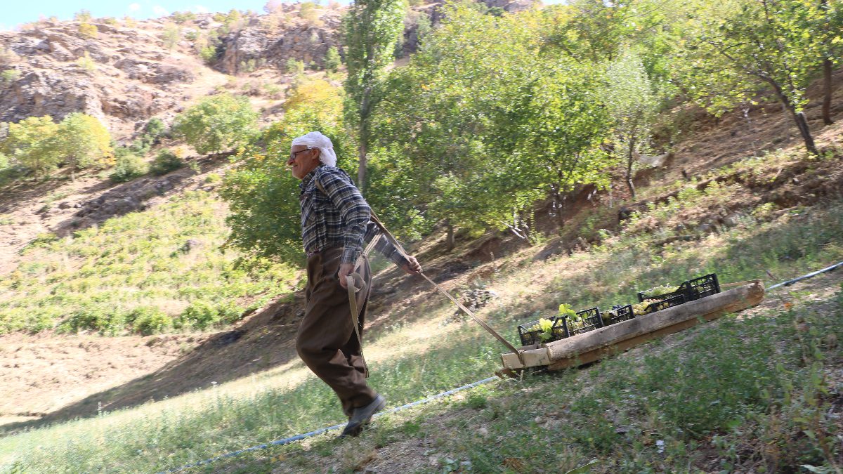 Şemdinli ilçesinde geçimini üzüm üreterek sağlayan Süso Çakar, hasat ettiği