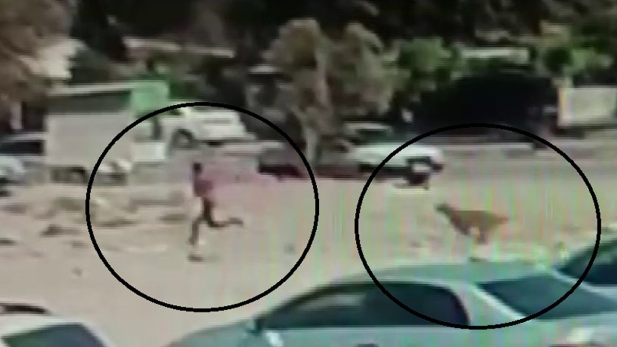 Hassa ilçesinde, başıboş köpeklerin küçük çocuğa yaşattığı korku dolu anlar