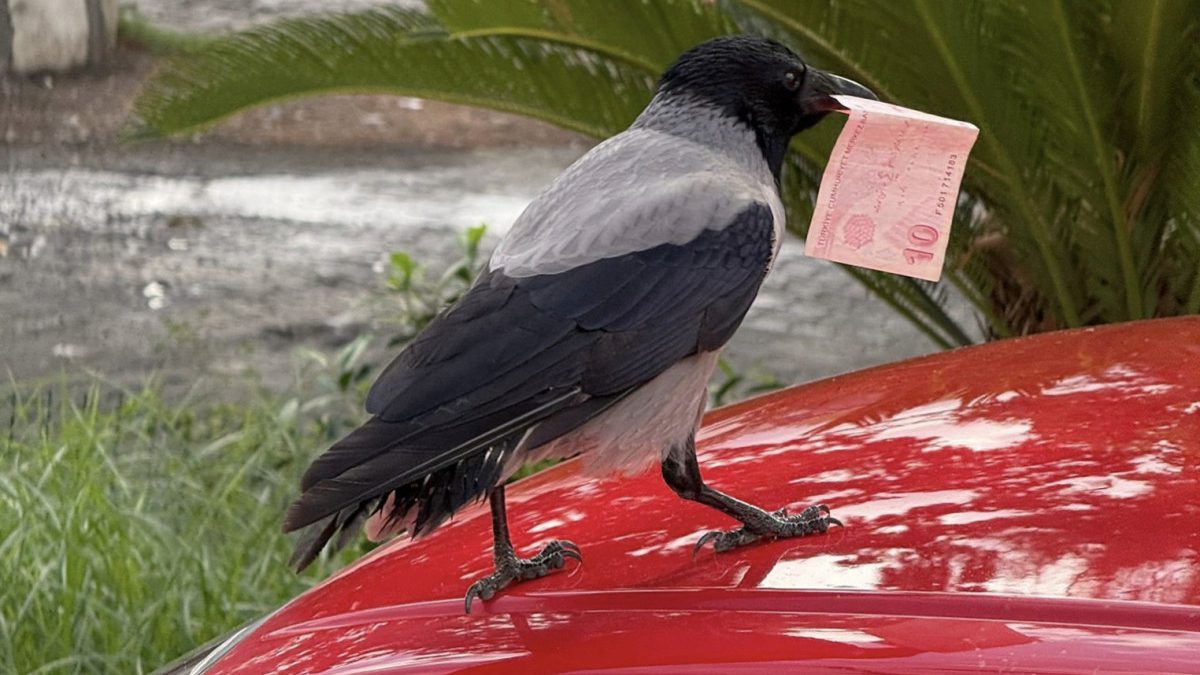 Akaryakıt istasyonunun müdavimi olan kargayı, poğaçayla besleyen Taha Genç'in kargaya