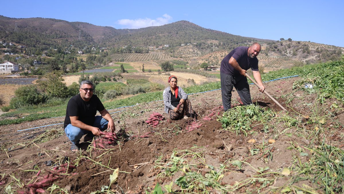Bölgede çapayla veya makineyle sökümü yapılan tatlı patatesler, kilogram fiyatı