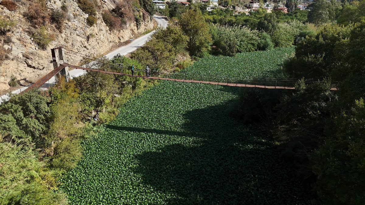 Boyları 1 metreyi bulan su sümbülleri, Hatay'ın Defne ve Samandağ