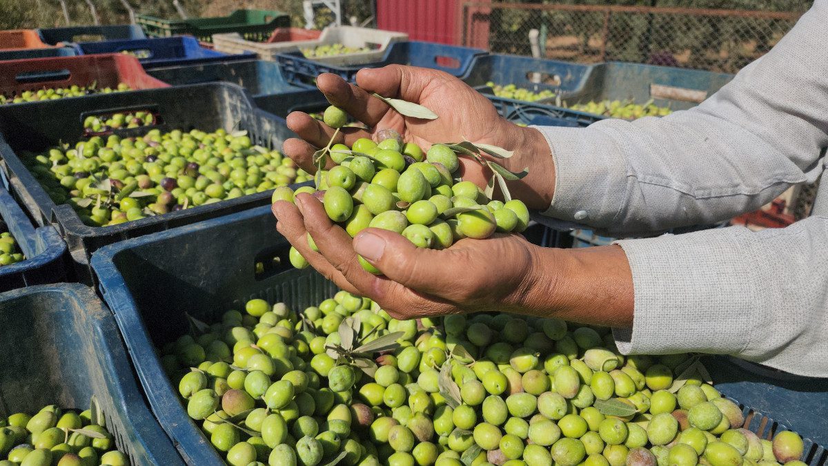 Amik Ovası'nda verimin yüksek olduğu sofralık zeytinde hasada başladı. Çiftçinin