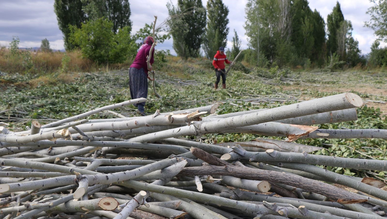 Erzincan'da havaların soğumasıyla birlikte kışlık yakacak ihtiyaçlarını gidermeye çalışan vatandaşlar,