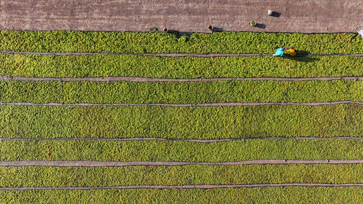 Tarım ve Orman Bakanlığı tarafından ipek böceği yetiştiriciliği, kırsal kalkınma