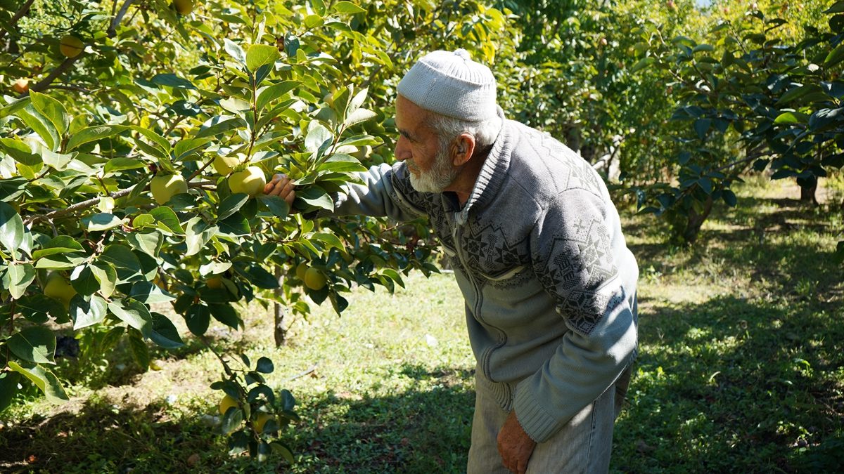 85 yaşındaki İbrahim Çakmakçı, 30 yıldır bahçesindeki meyveleri beldeye gelen