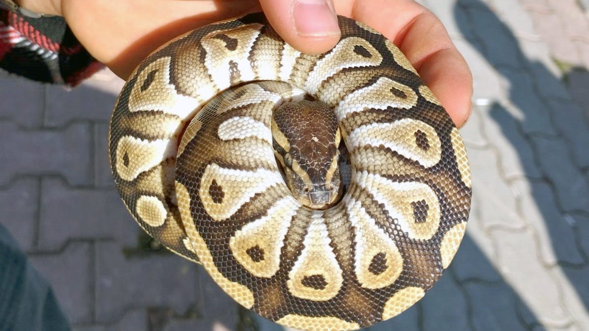 Konya'da gerçekleşen kontrolde cebinden yavru piton çıkan kişiye para cezası